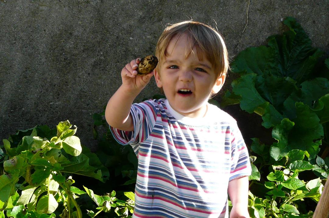 Finn digging potatoes for the dinner, while on holidays in Salthill with granny and grandad
