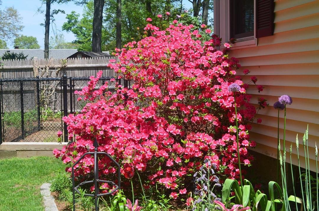Big Azalea by my bedroom window. And the first alliums so far. The black fence in back is for my veggie garden.