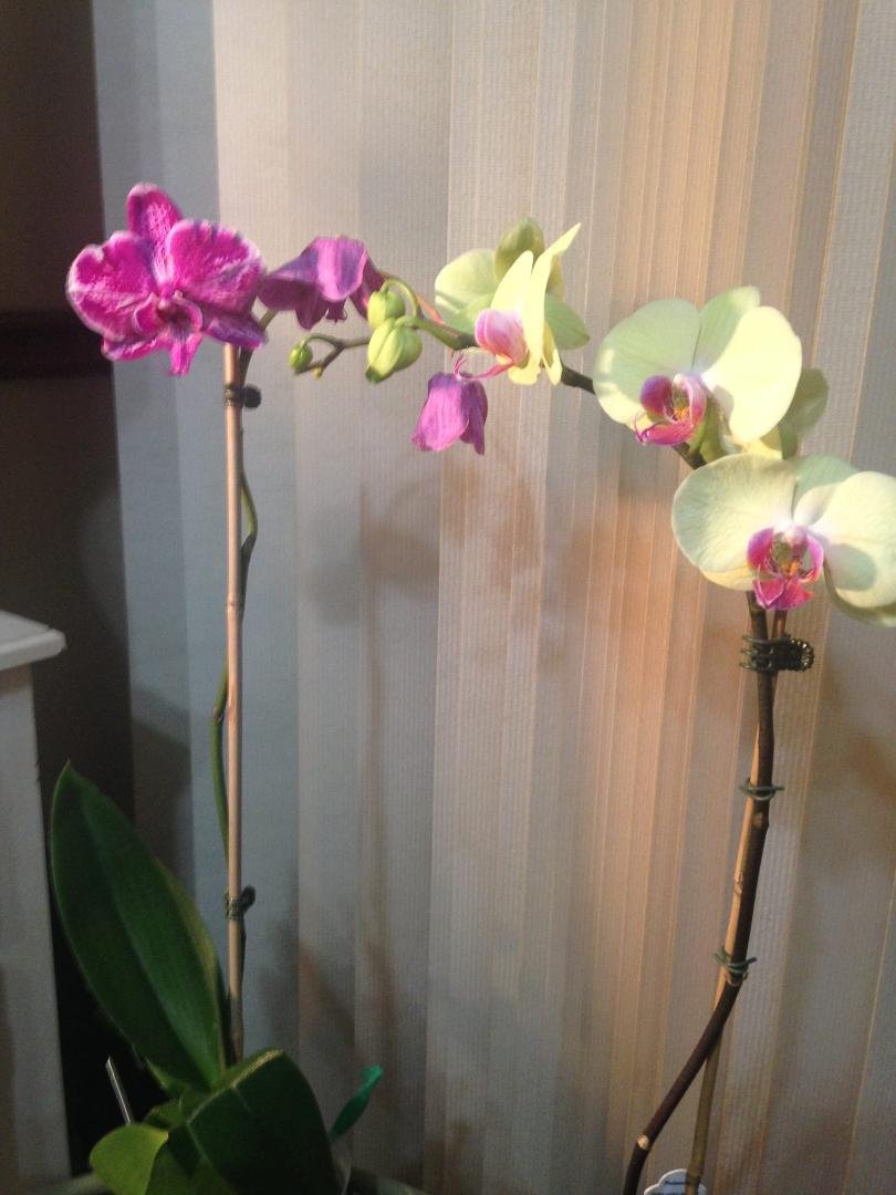 two of my orchids that are blooming