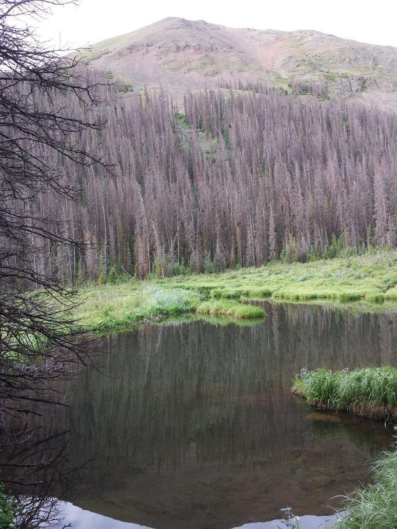 A large beaver pond just off the trail.