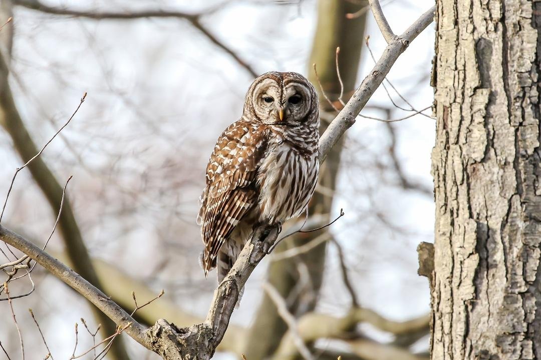 This Barred Owl has been hanging around lately and tonight he posed for me.