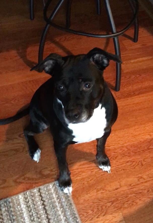 My 6 yr old pit bull JT,  Had X-rays done today to see why she is having issues with her back legs. Found arthritis and bone deterioration 
Not a lot to be done.  We will do all we can but her days acting like a puppy and r