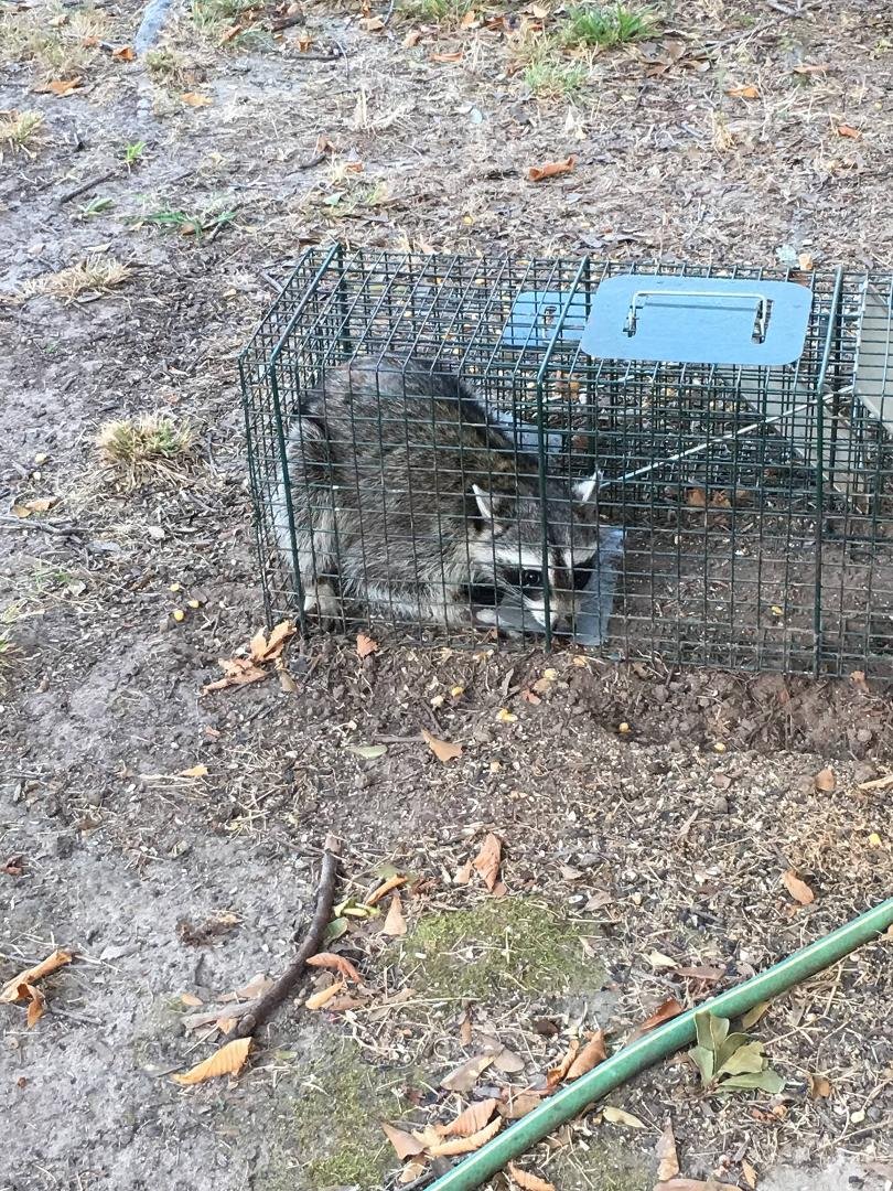 Animal count for the Howard Live Trapping Service this summer--7 opossums, 20+ squirrels and 2 raccoons.