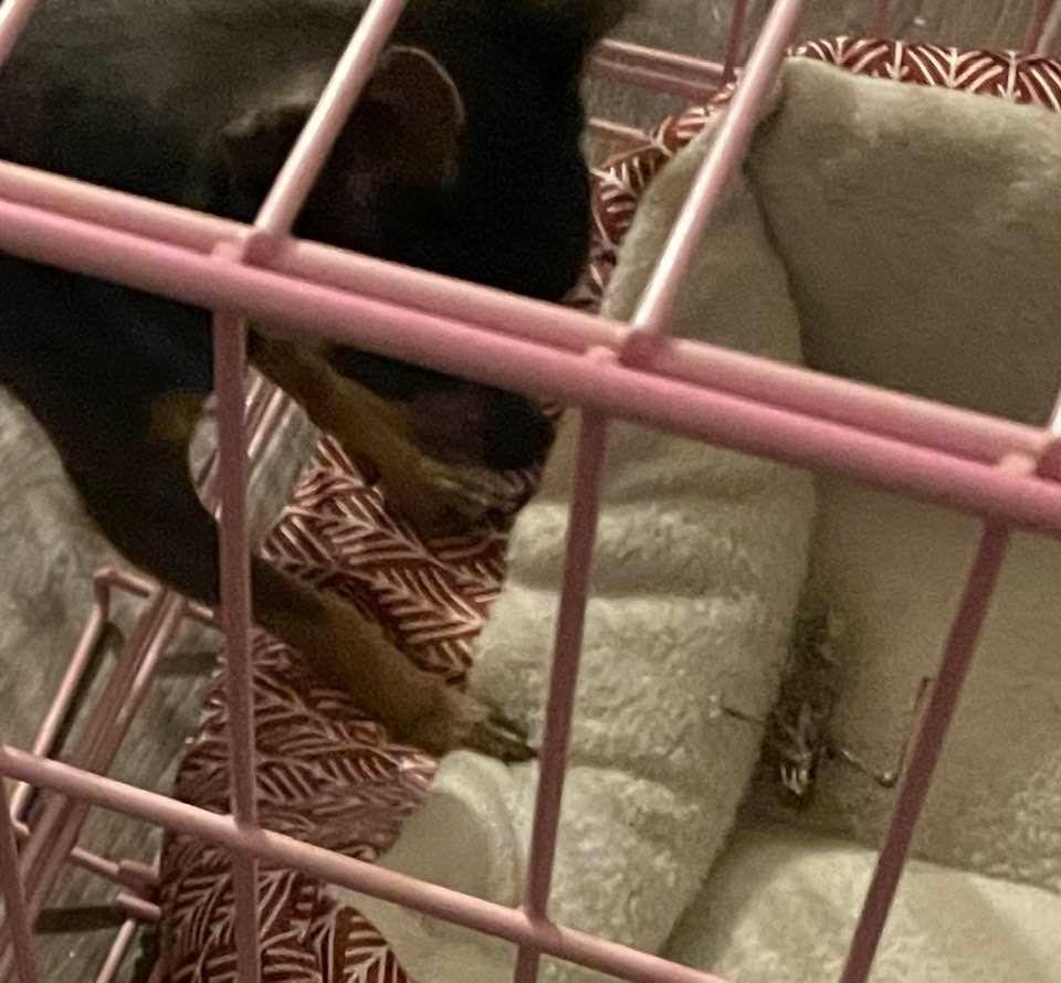 Antorio found a grasshopper in the house. He put it in his bed.