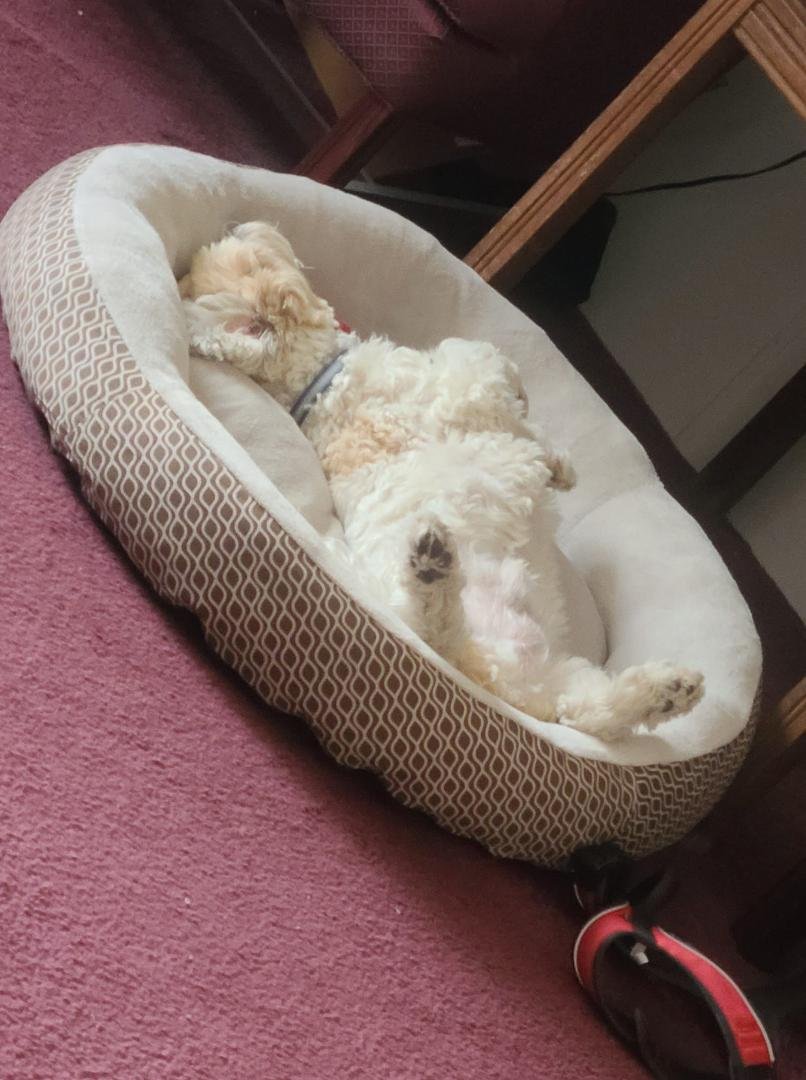 Guard dog on duty and waiting for the celebration to begin for, National Puppy Day