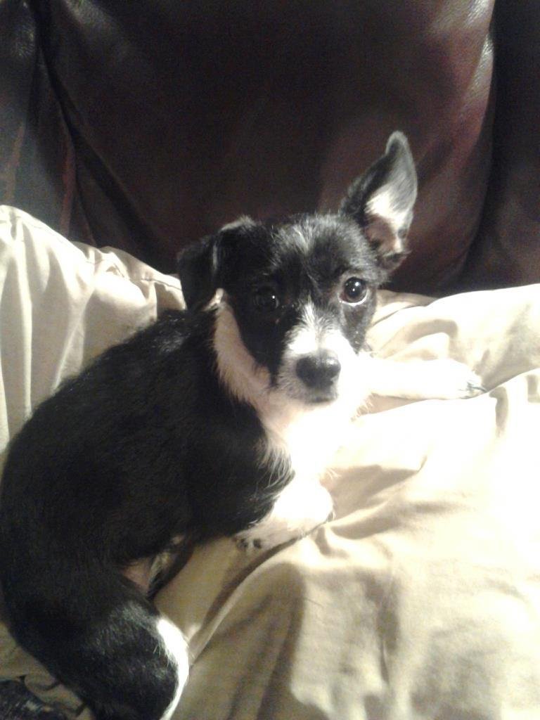 The newest member of our family. Coco's sister, Poppy.