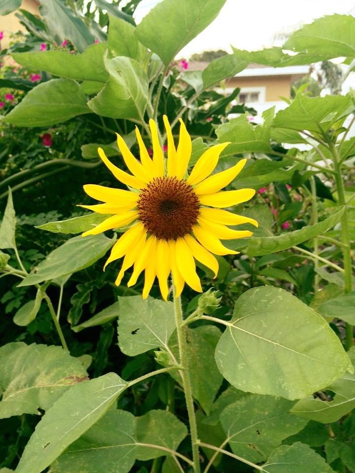 Sunflower