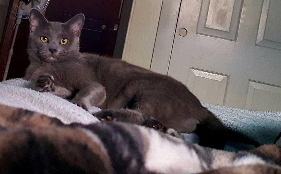 HAPPY Birthday to My CAT Lucy.Not sure if this is her real birthday.This is the day the vet wrote down as her birtthday so I picked this day as her birthday. SHE. Is 1 Years. Old.