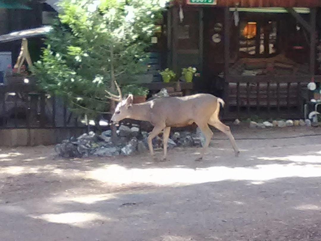 The youngster of the "band of bucks"