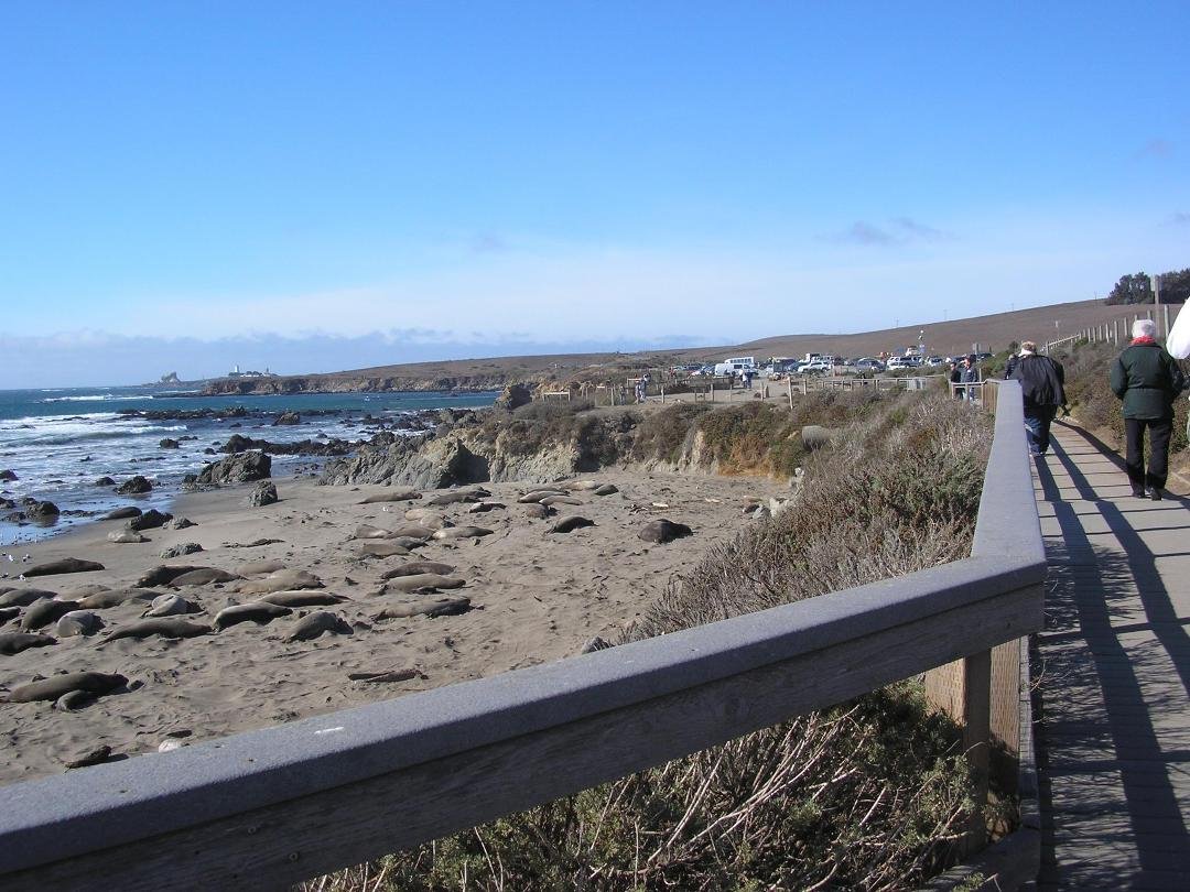 Elephant Seals and pups