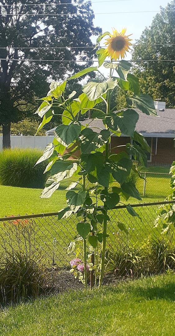 The perfect Sunflower, over 12 feet high with a perfect bloom.