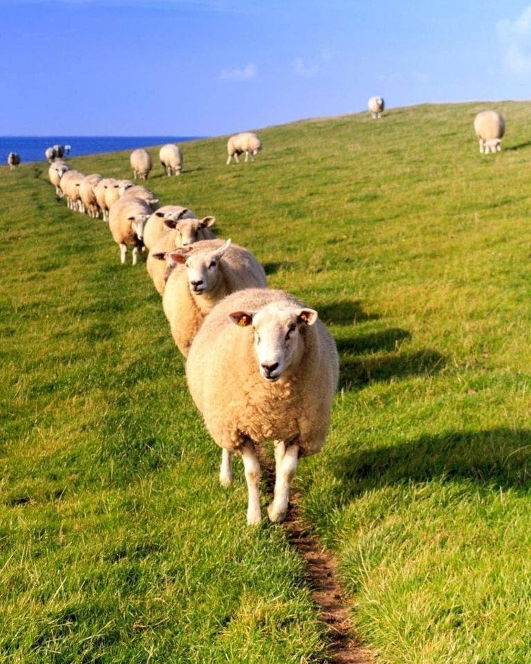 Unknown writer.
“A rattlesnake bit one of my sheep in the face about a week ago. Deadliest snake that lives around here. The sheep’s face swelled up and hurt her terribly.
But the old rattlesnake didn't know the kind of bl