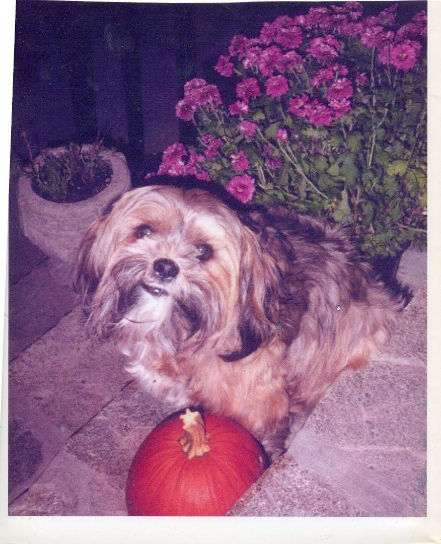 Our Beloved Bear has been goon one year",we miss you"!!!!