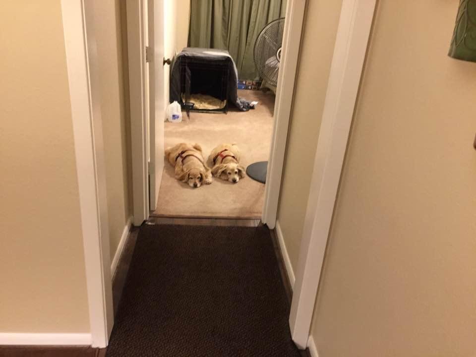 Hard at it,my fur babies!!!!!