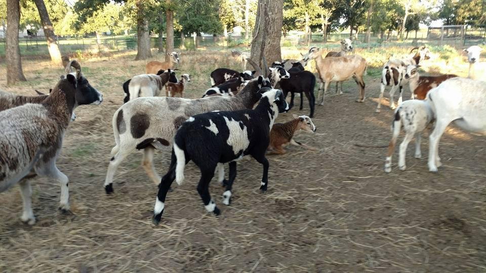 It's a mixed herd. I'm selling baby rams now, but will at some point sell the Jacob ewes.