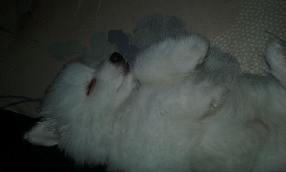 My eight and a half week old comet Alaskan Eskimo