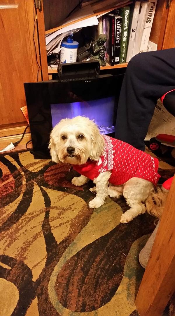 our baby donnie with his christmas sweater...aint he cute