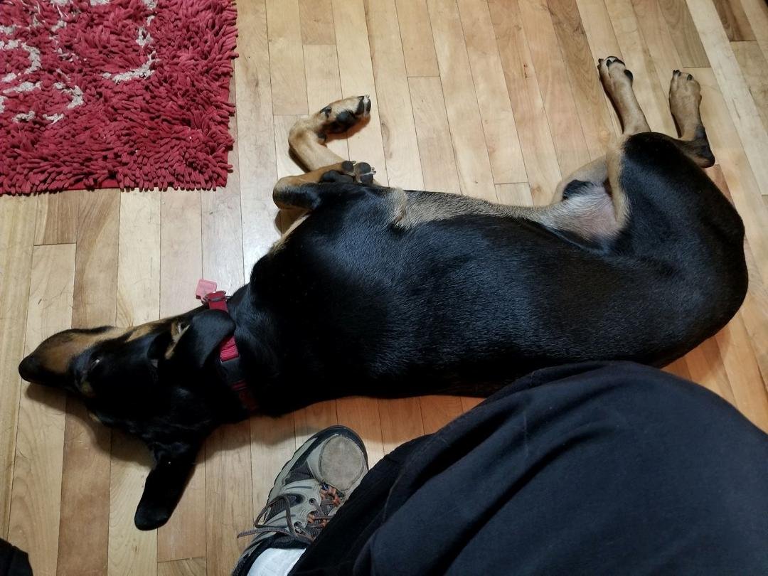 Jackson playing dead so he can get a beggin black label treat!