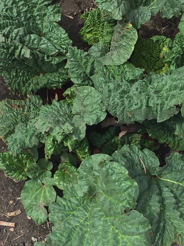 Does anyone know how to get rid of rhubarb?  I thought I killed this thing last fall. Every time I walk by it seems to say "feed me Feeed me". So far a mail carrier, 2 UPS drivers and a Jehovah's Witness have gone missing i