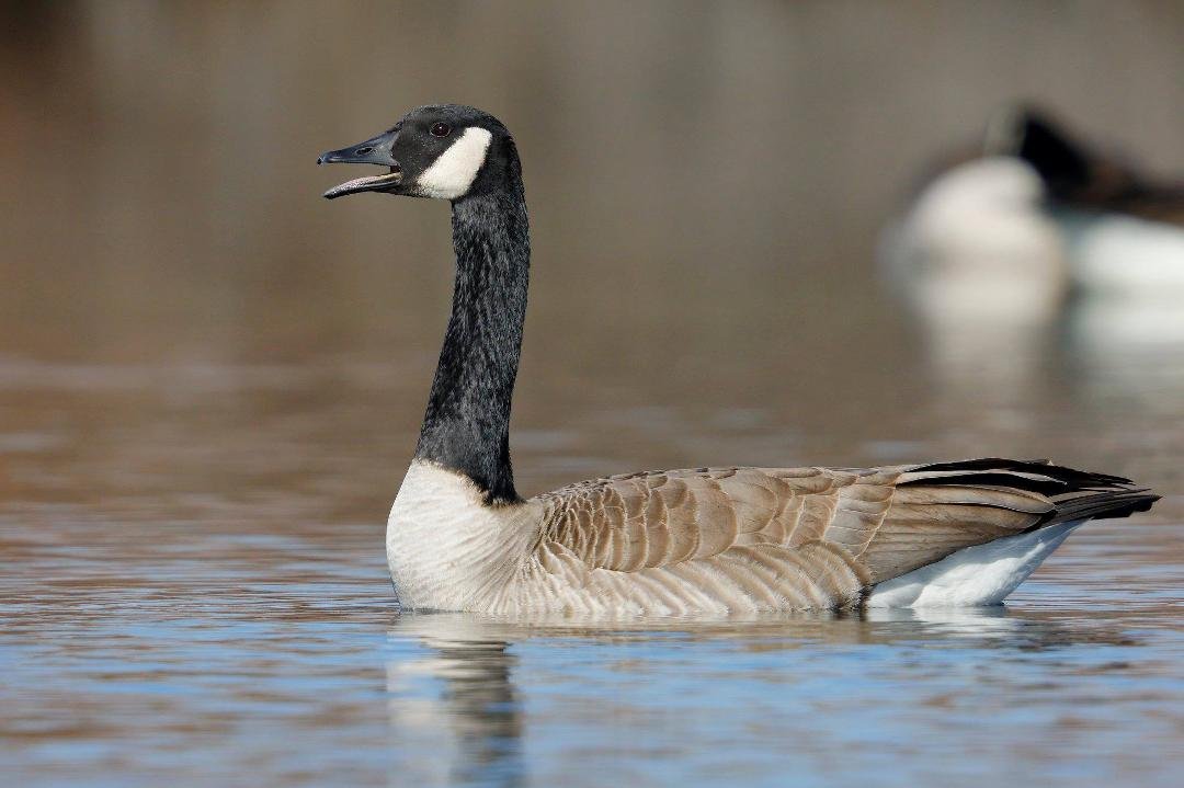 Canada Goose
