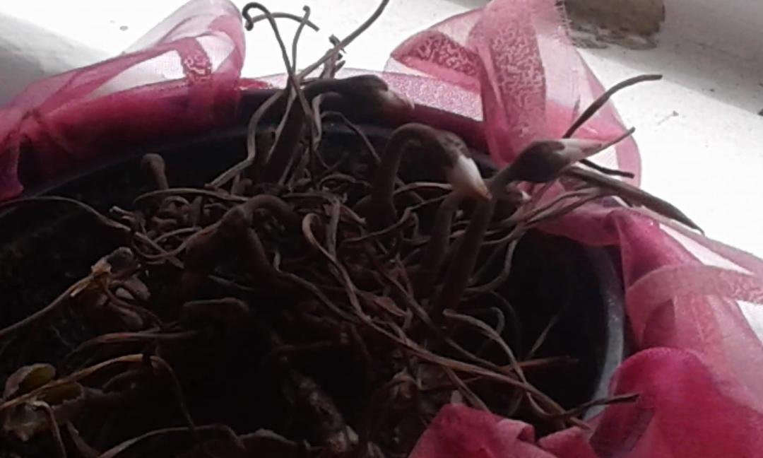 This plant is supposed to go dormant in warm months. I was given this on Valentine's day, 2016. It bloomed continuously until last month. The leaves have been slowly dying. I was assuming it was finally going into dorman