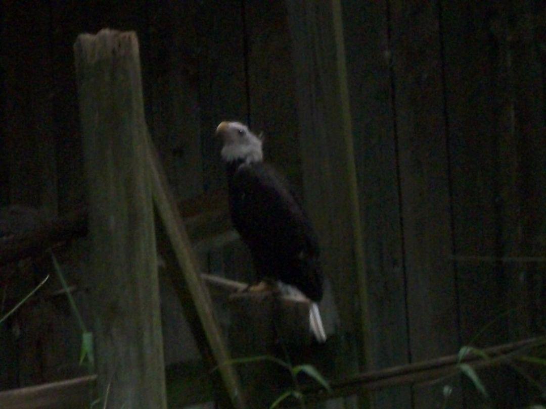 Nancy Riley's album, Zoo 4-10-11