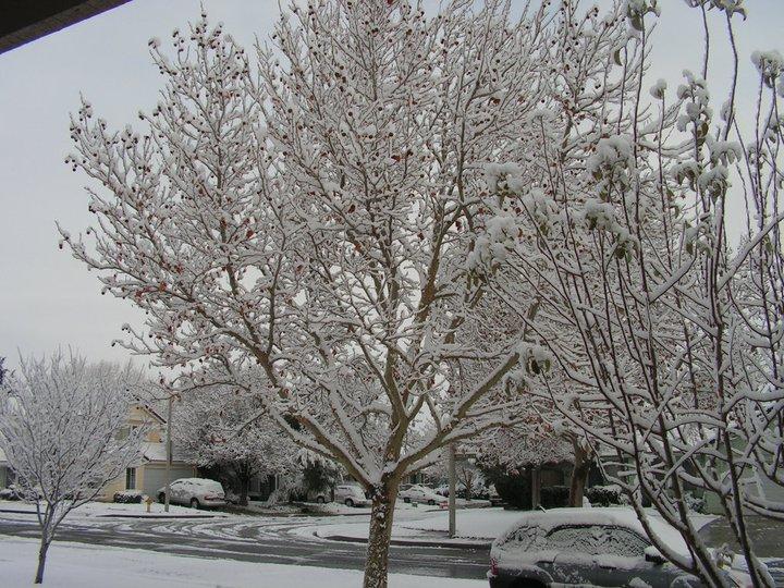 SNOWY TREE OUT FRONT