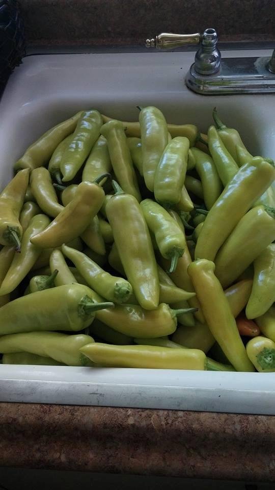 These are the peppers that Ed just picked in the backyard yummy