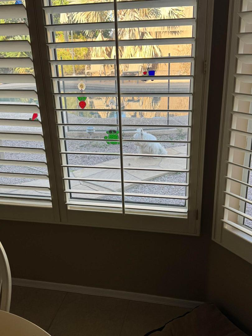 Coconut on bird guard duty this morning.