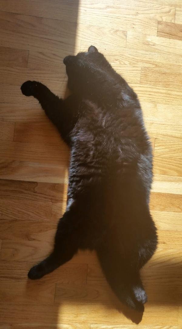 Raven. On a diet for 2 weeks now. Still A LOAD. But so cute.
