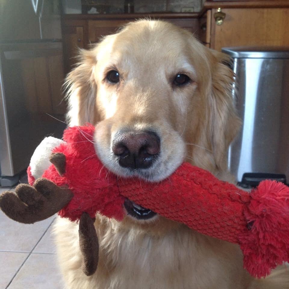Melanie and I are deeply saddened as we said good-by to our dear Cushla as she passed over the Rainbow Bridge Friday afternoon joining her sister, Creena. She will be sorely missed but we enjoyed 12+ years with her. Rest in