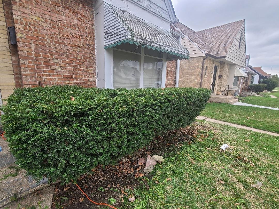 completed my first hedge trimming and will be adding as a service for BrewCity Lawn and Snow Service.