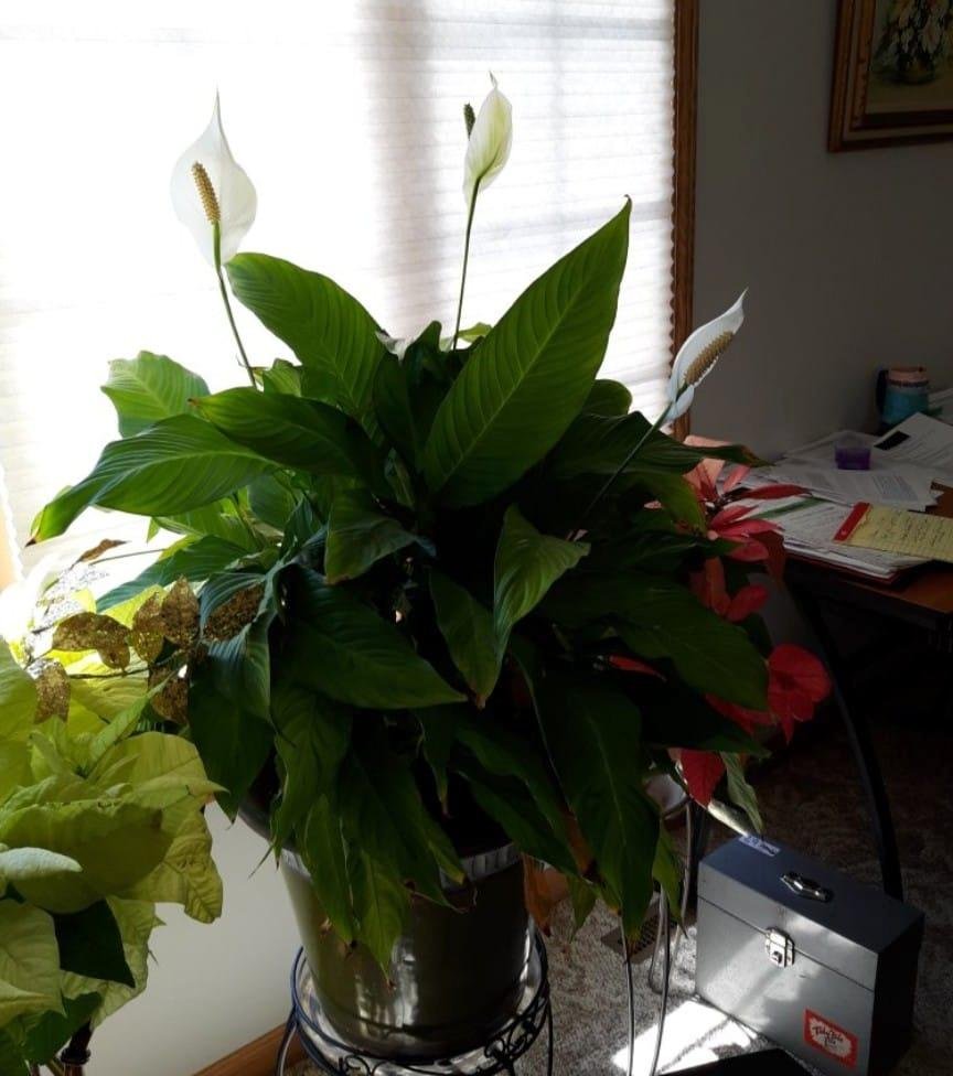 From Tammy Wright, this Peace Lilly has 3 blooms on it.