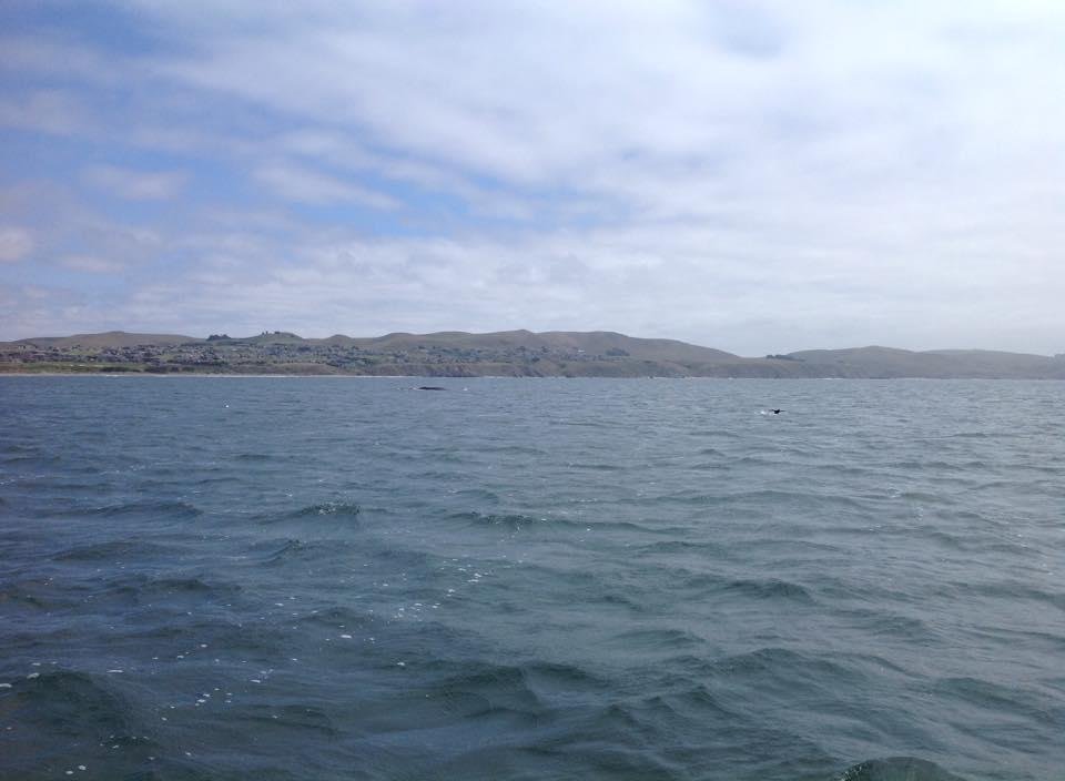 Whale watchin and crabbin