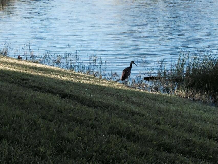 After work I went looking for alligators - there is a lake/pond behind the hotel. Did find any gators though just birds