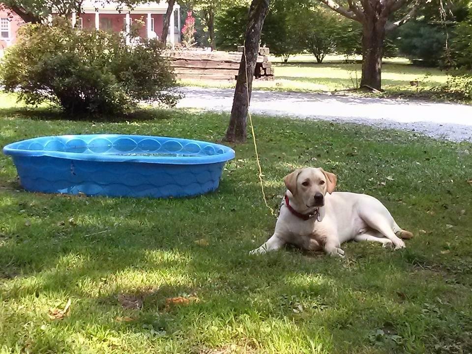 Enzo pool side for Labor Day weekend.