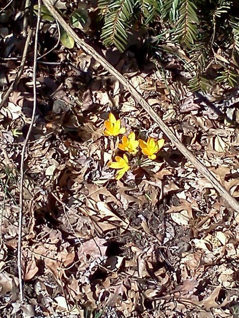 First signs of Spring..can't wait..pedi's here I come.