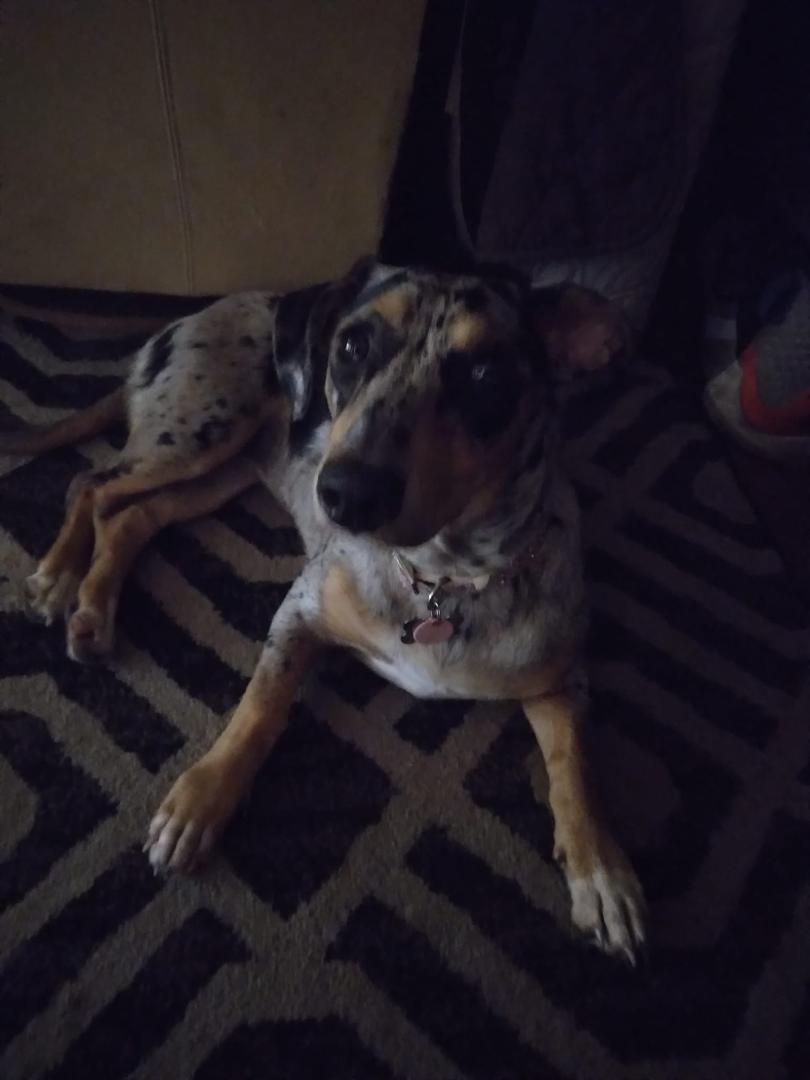 This is pebbles she is 10 months old today and weighs 27 pounds