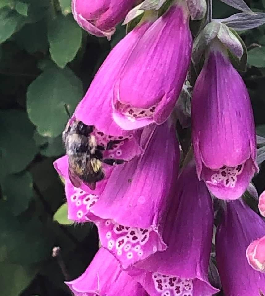 Bumblebee backing out of a fox glove