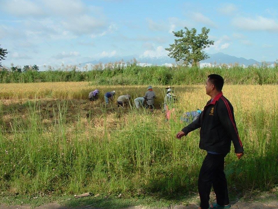 Chong Missionary ASST. and Interperter near Mission east of Mai Sai. With workers in Rice Field