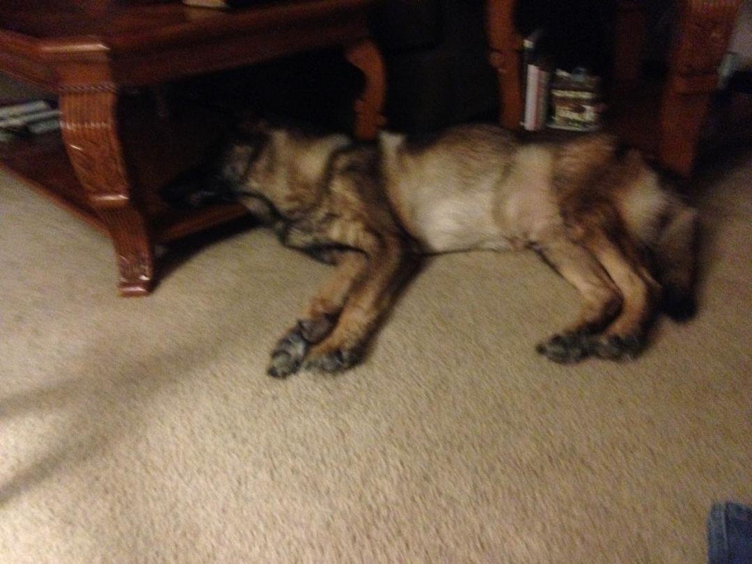Bear says Goodnight