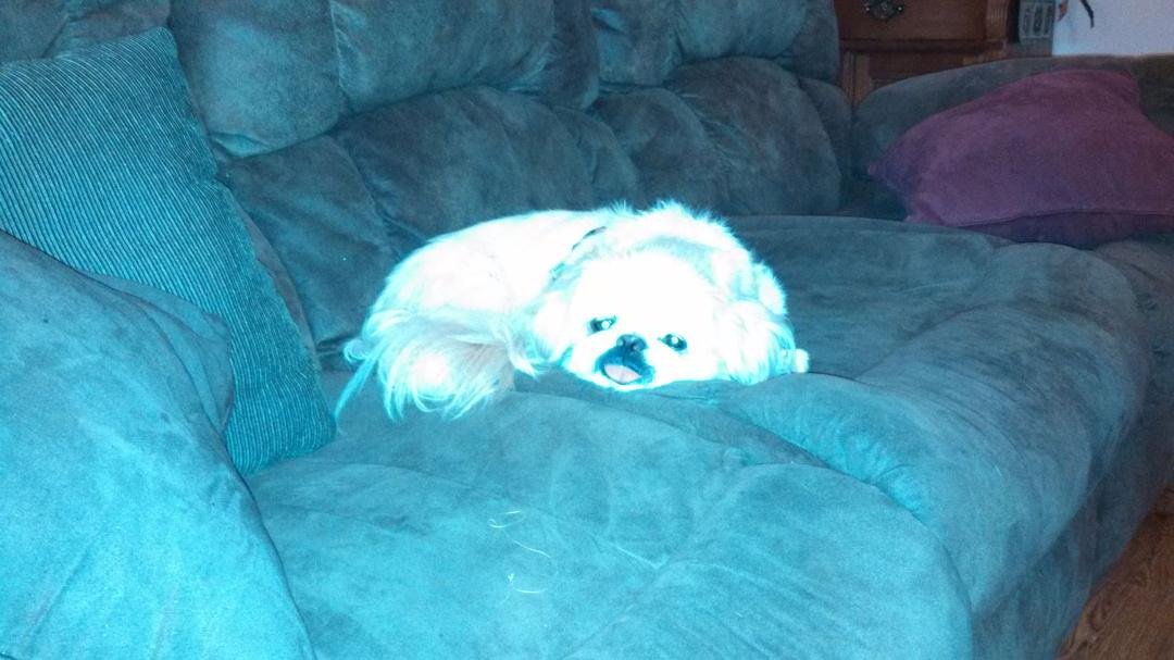 I told Samie tomorrow is Monday and this was his response?  Crazy dog; but that was the way he felt!   :-)