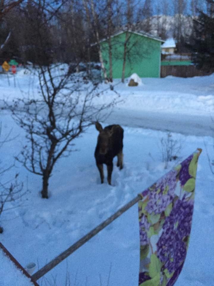 Another moose eating my trees right now