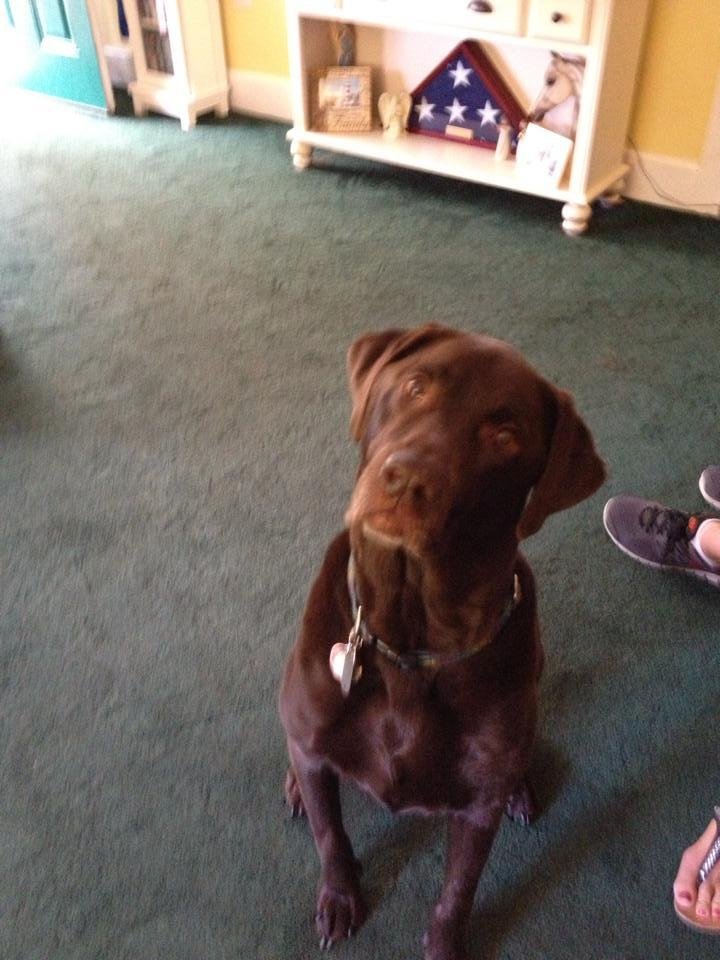 Happy National Dog Day My Luka