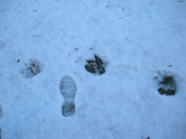 ....but the bears weren't