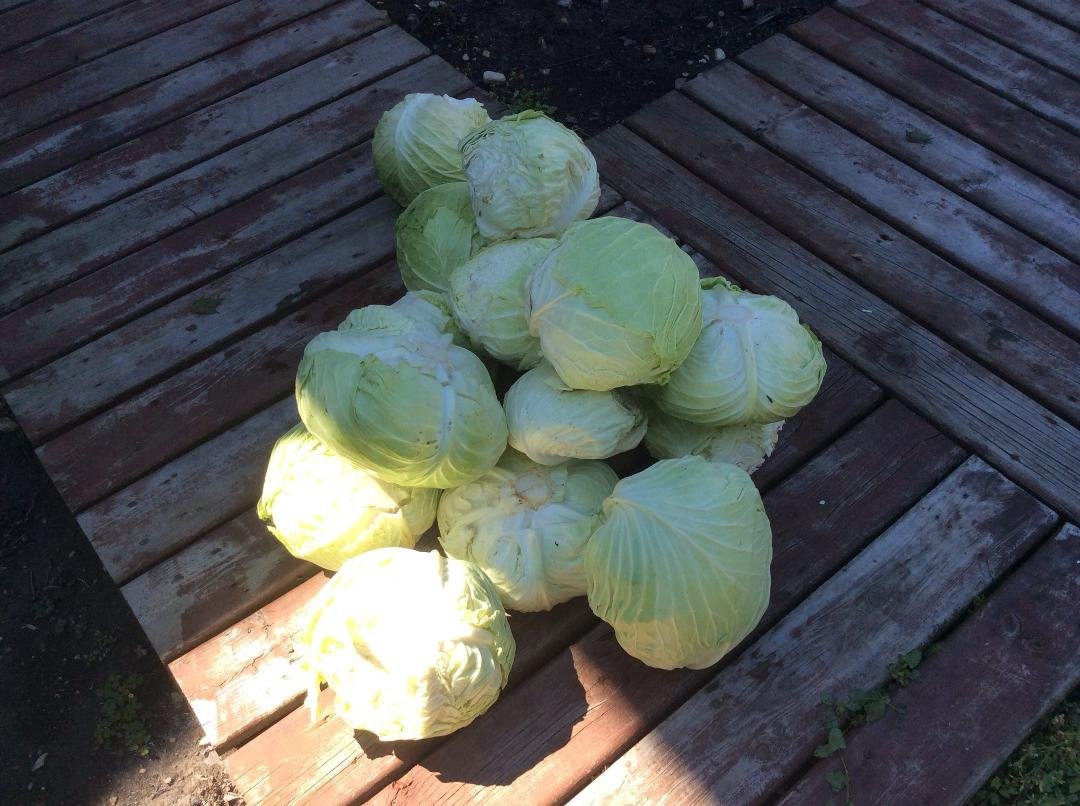 Roy picked these, now to turn them into sauerkraut.  Let the shredding begin.