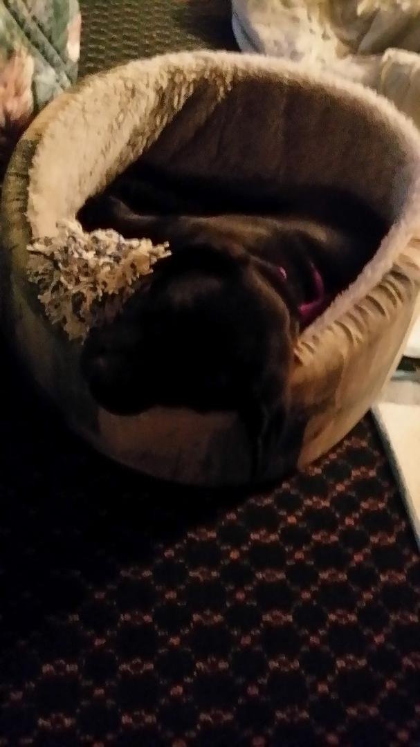 Scott Roach's album, Mobile Uploads