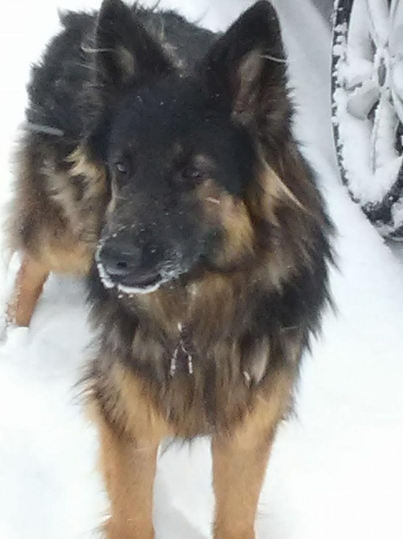Gauge playing in the snow