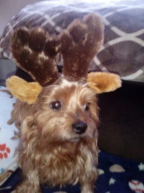 Here is Echo being a raindeer he is going to help Santa Claus 😍
