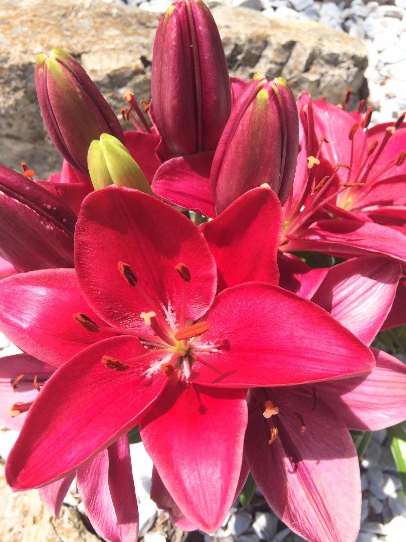 Rain sure helps the flowers!